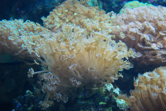  Goniopora lobata (Flowerpot Coral)